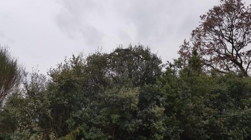 "Böyle dehşet bir yılan yok" Çanakkale'de görüldü! Devasa boyutta...