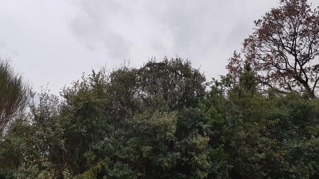 Böyle dehşet bir yılan yok Çanakkale'de görüldü! Devasa boyutta...