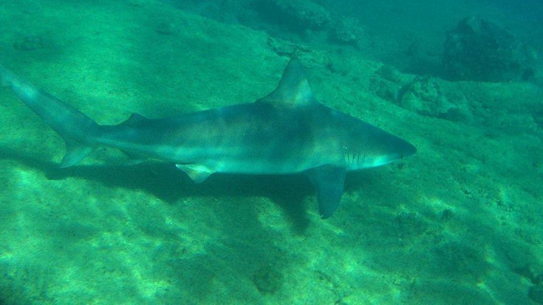 Denizde tepetaklak olup suyu kana buladı! Akıntıya çekilen turistler parçalanmış halde bulundu 2