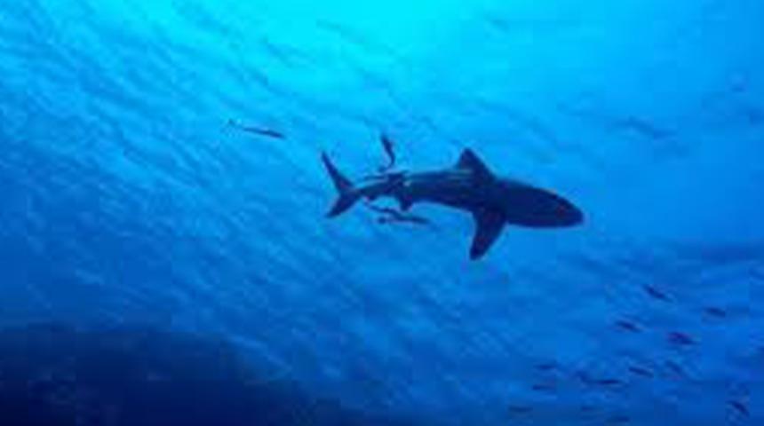 Denizde tepetaklak olup suyu kana buladı! Akıntıya çekilen turistler parçalanmış halde bulundu