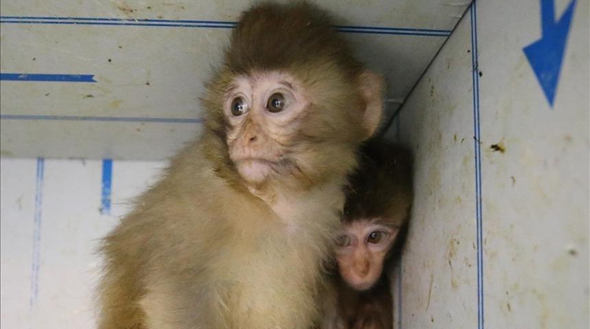 Gümrükte ele geçirilen 2 maymun yavrusu yeni yuvalarına yerleştirildi