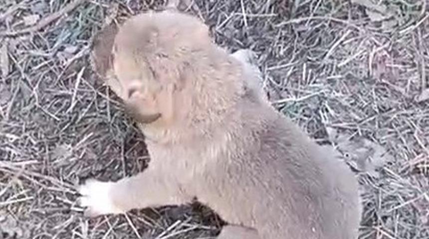 Elazığ'da yürekleri ısıtan olay! Tellerin arasına sıkışan yavru köpeği duyarlı bir vatandaş kurtardı