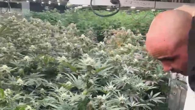 Lüks villayı uyuşturucu tarlasına çevirmişler! Uyurken yakalandı: 15 milyon liralık esrar ele geçirildi