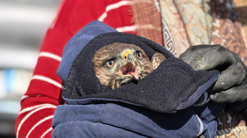 Uçmakta zorlandığını gördüler, yaralı şahine sahip çıktılar