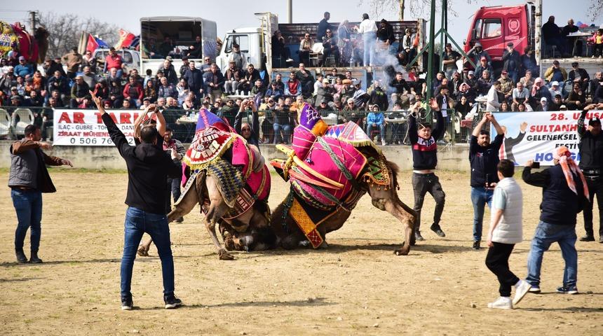 Atça'da sezonun son deve güreşi gerçekleşti: 10 bin güreşsever katıldı