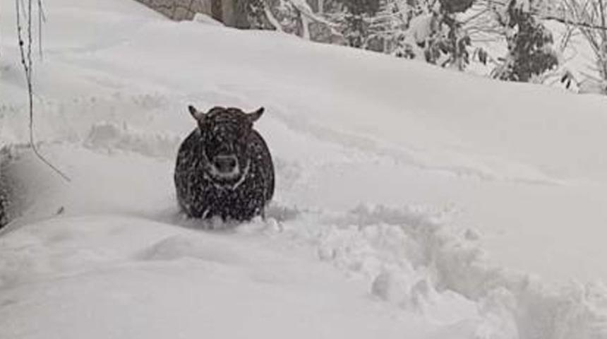 Rize'de kışlık ahırından kaçan boğa yazlığında bulundu