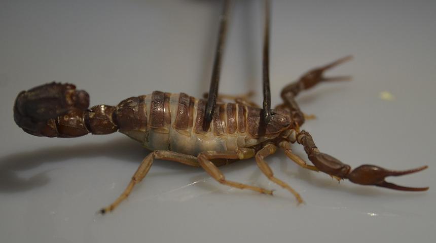Konya'da keşfedildi! Literatürde yoktu, soyadını verdi: Scorpio Karakurdi! Kansere karşı yeni umut