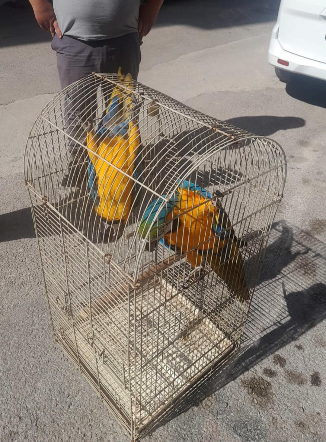 BELGESIZ-MACAW-PAPAGANI-SATISINA-617-BIN_592639_175360