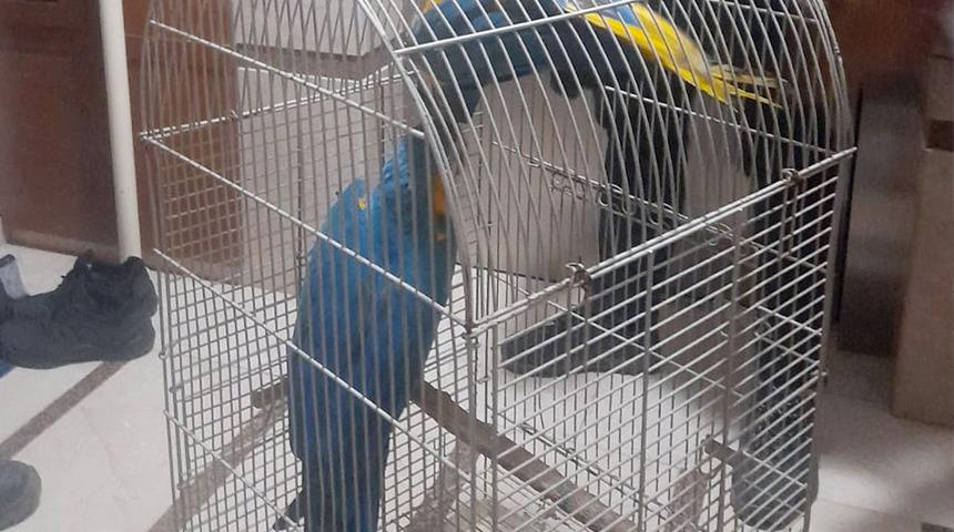 Antalya’da kaçak papağan ticaretine rekor ceza! Sadece satıcı değil, alıcı da cezadan nasibini aldı