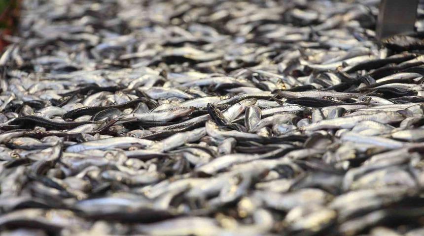 Sezonu bitmek üzere... Hamsi 150 lira fiyatıyla tezgahlarda