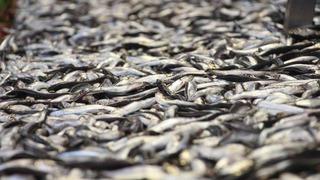 Sezonu bitmek üzere... Hamsi 150 lira fiyatıyla tezgahlarda