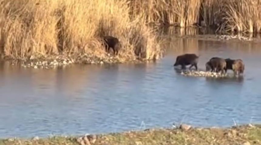 Dicle Nehri'nde görüntülendiler! Sonra gözden kayboldular