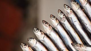 Av sezonunda hamsi ihracatındaki gelir 9 milyon doları aştı