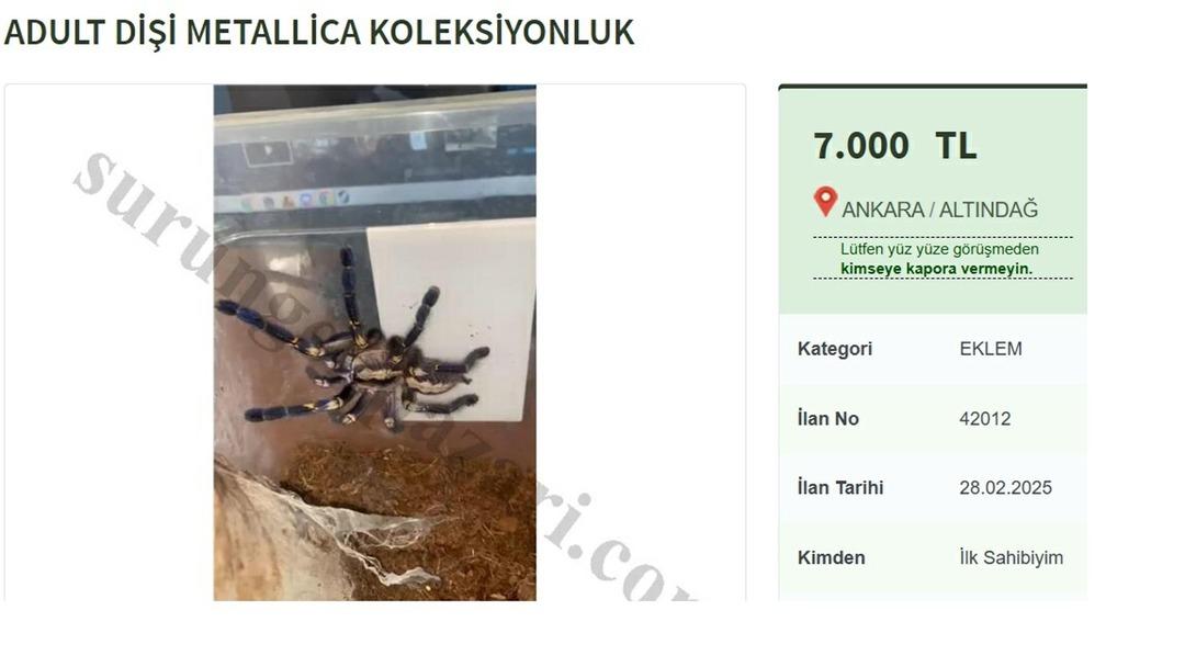 -INTERNETTE-YASA-DISI-TARANTULA-SATISI_592946_175458