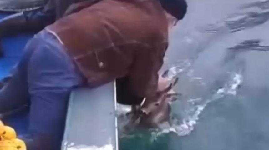 Artvin’de denize düşen karacayı balıkçılar kurtardı