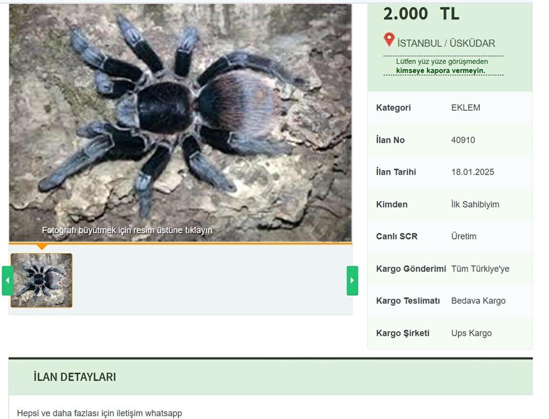 -INTERNETTE-YASA-DISI-TARANTULA-SATISI_592945_175458