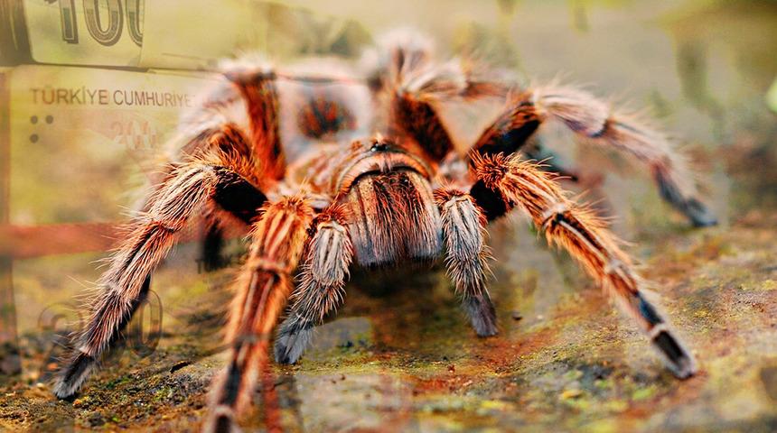 7 bin liraya satıyorlar, 60 bin lira ceza yiyorlar! Anavatanı Avustralya olan tarantulaları internet üzerinden satışa sunuyorlar: "Çoklu alımda pazarlık payı vardır"