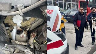 Ambulansın motor bölümüne giren kedi müdahaleyle kurtarıldı