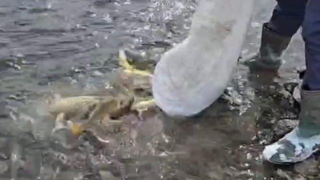 Kars'ta korkutan durum! Aras Nehri'nde toplu balık ölümleri yaşanıyor: Yatağa su deşarjının sistematik olarak yapıldığı tespit edilmiştir