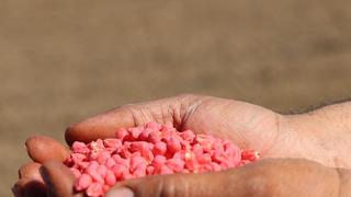 Kuraklık endişesi ona yönlendirdi! Riski, iş gücü az... 'Pazarlaması kolay bir ürün'