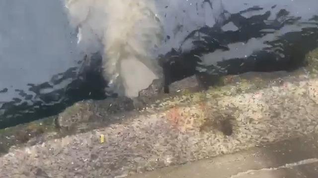 İstanbul Boğazı’na ikinci çevre felaketi! Kuleli önünden denize atık su deşarjı yapan İSKİ'ye rekor ceza