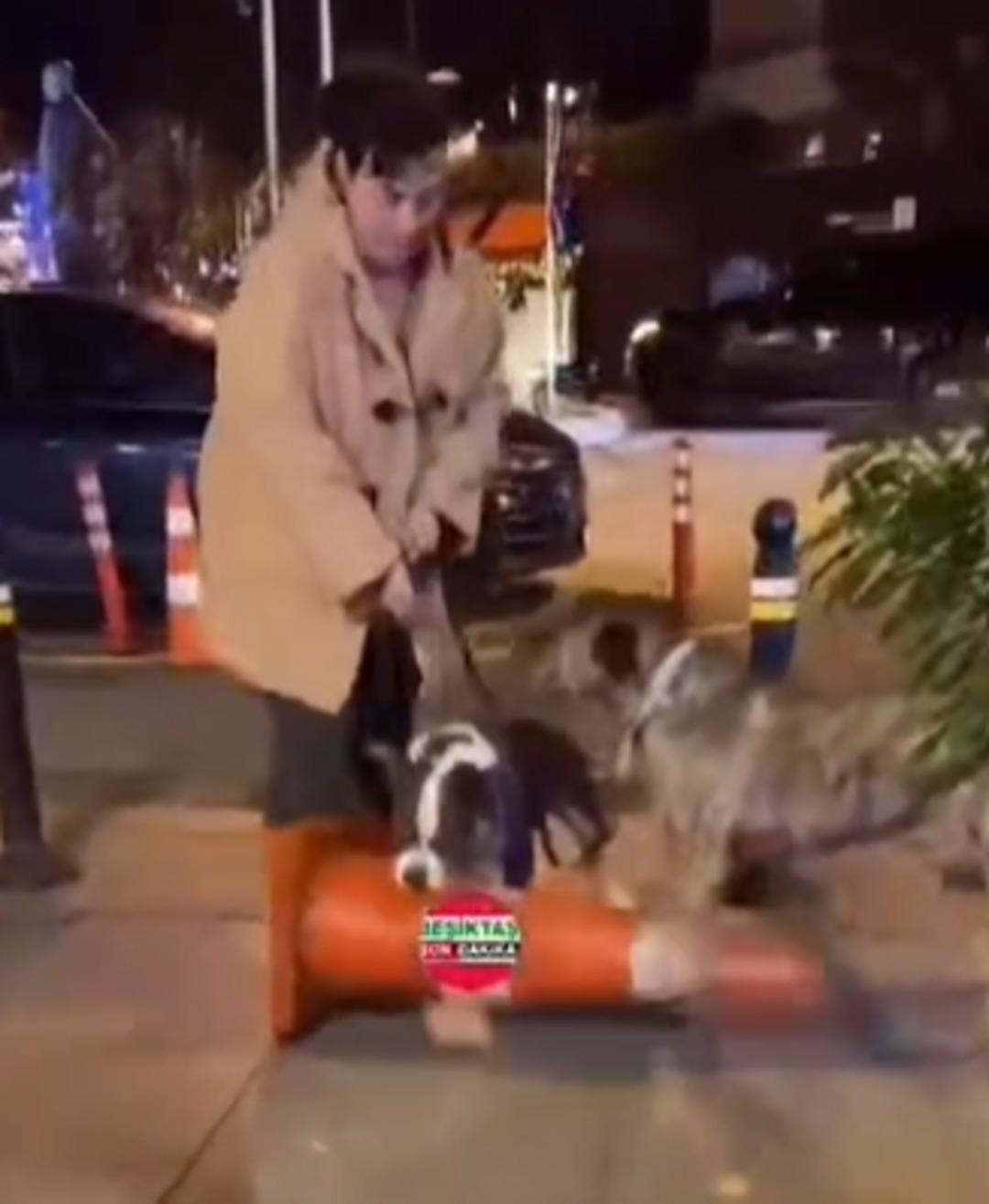 Dişlerini adeta kilitledi! Sahibi çekiştirse de bırakmadı... Pitbull cinsi köpeğin o anları dikkat çekti 1