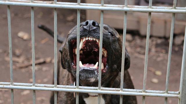 Dişlerini adeta kilitledi! Sahibi çekiştirse de bırakmadı... Pitbull cinsi köpeğin o anları dikkat çekti