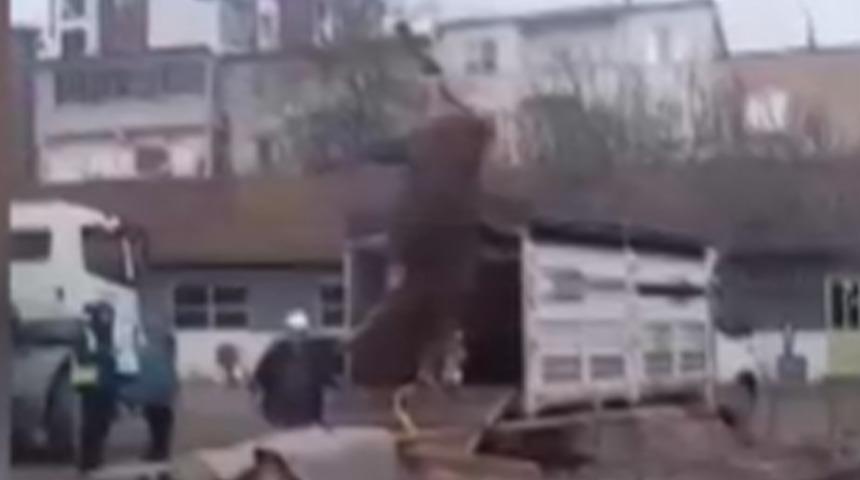 Boğa, ayağından halata bağlanıp vinçle kesim alanına taşındı!