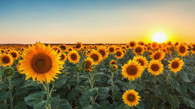 Türkiye ayçiçek yağı ihracatın resmen zirvede, 730 bin 594 tona yükseldi!