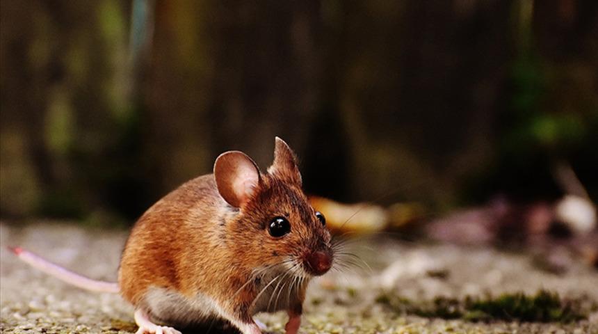 Yeni bir tür oluşturdular! Bu diğerlerinden farklı bulunmadı, yaratıldı... Mamutun genleri farelere aktarıldı