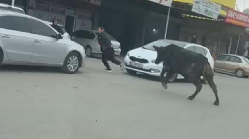 Yer: Batman! Sanayi sitesine giren boğa, esnafı kovaladı