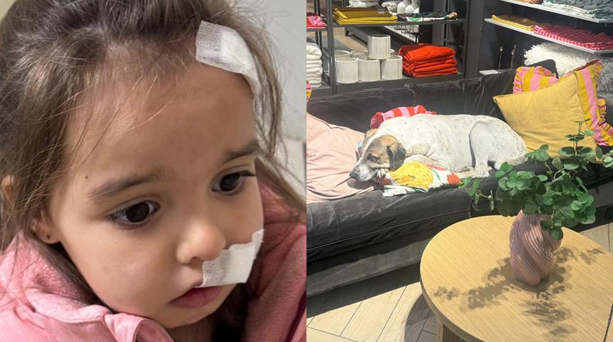 İzmir'de alışveriş merkezinde sahipsiz köpek 3 yaşındaki çocuğa saldırdı!