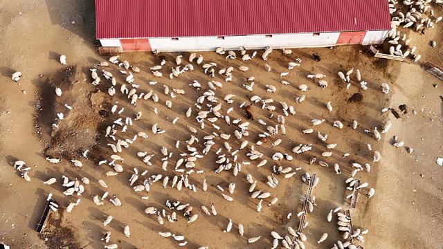 Birbirlerini bulması bir kaç saniye sürüyor... Erzincan’da koyun ve kuzuların coşkulu buluşması! 