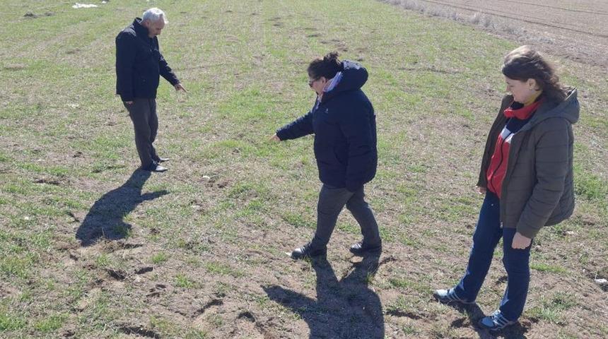 Kütahya'da tarla faresiyle mücadele! Kontroller devam ediyor