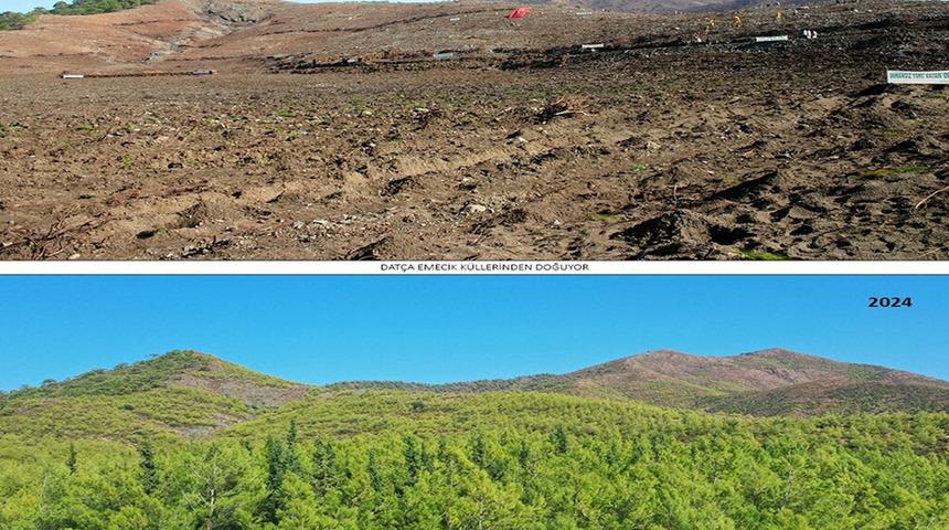 19 yıl önce yanan 400 hektar alanda dikilen fidanlar ağaç oldu