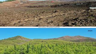 19 yıl önce yanan 400 hektar alanda dikilen fidanlar ağaç oldu