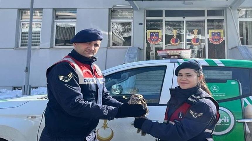 Artvin’de boynuzlu baykuş, tedavisi yapılıp doğaya salındı