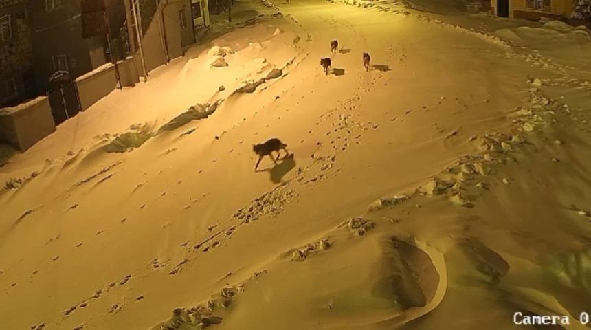 Sürüyle köye indiler... Her yerde karış karış yiyecek ararken kameraya yansıdılar!