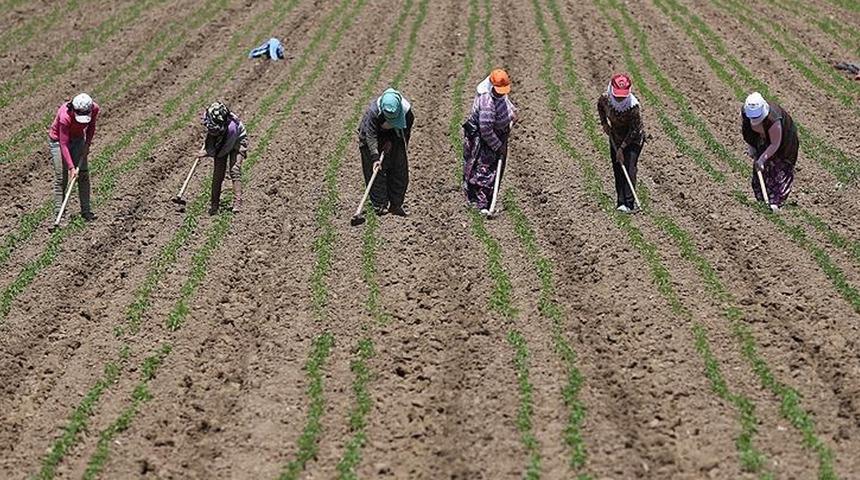 Tarım işçilerinin günlük ücreti 2024'te arttı