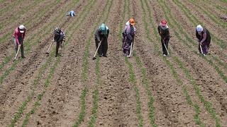 Tarım işçilerinin günlük ücreti 2024'te arttı