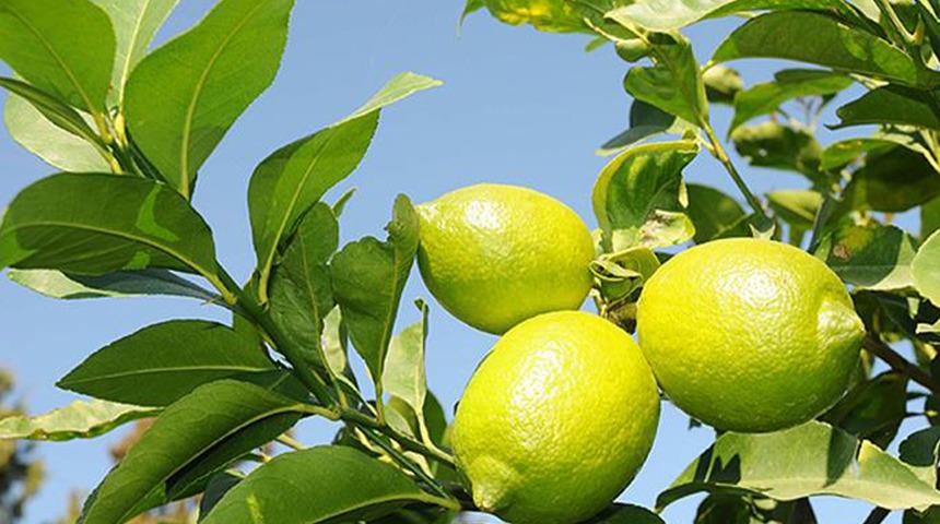 Hatay'dan Dubai'ye gidecekti! Yetkililer durumu son anda fark etti, içinde yasaklı madde çıktı... Tonlarcası imha edildi