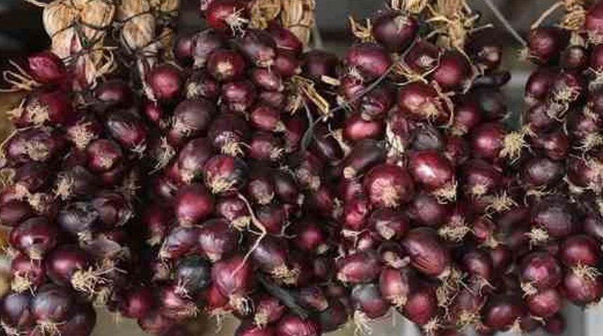 Ekonomik değeri artacak! 'Mor soğan' hamlesi... İmzalar atıldı