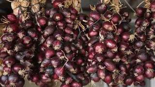 Ekonomik değeri artacak! 'Mor soğan' hamlesi... İmzalar atıldı