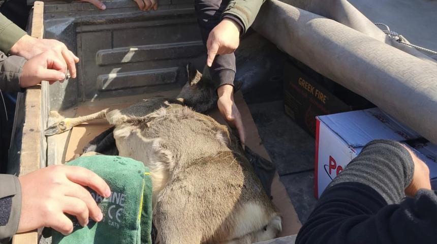 Dikenli tele takılan karaca yavrusunu ekipler kurtardı!