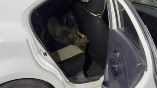 Otomobilin konsolu altındaki uyuşturucuyu 'Mailo' buldu