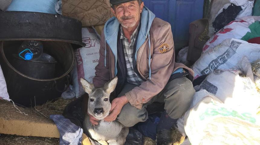 Dikenli tele takılan karaca yavrusunu ekipler kurtardı