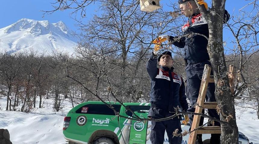 Jandarma yaban kuşlarına yuva yapıp yemle birlikte ağaçlara astı