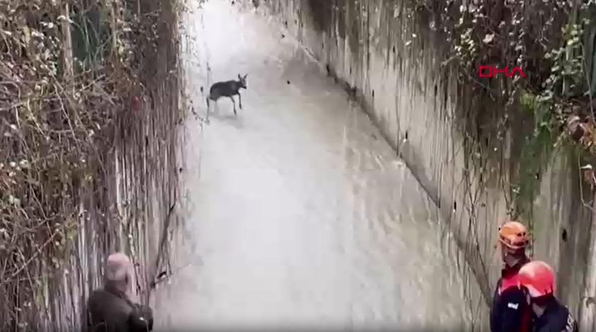 Su kanalında mahsur kalan karaca kurtarıldı