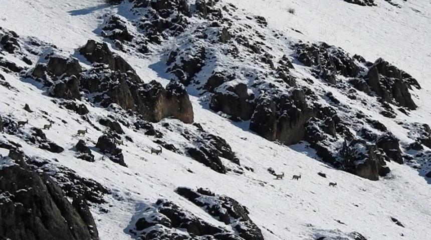 Göç yoluna koyulan yaban keçileri görüntülendi