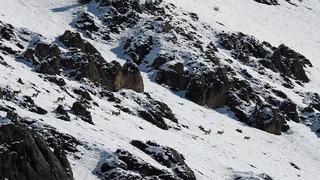 Göç yoluna koyulan yaban keçileri görüntülendi